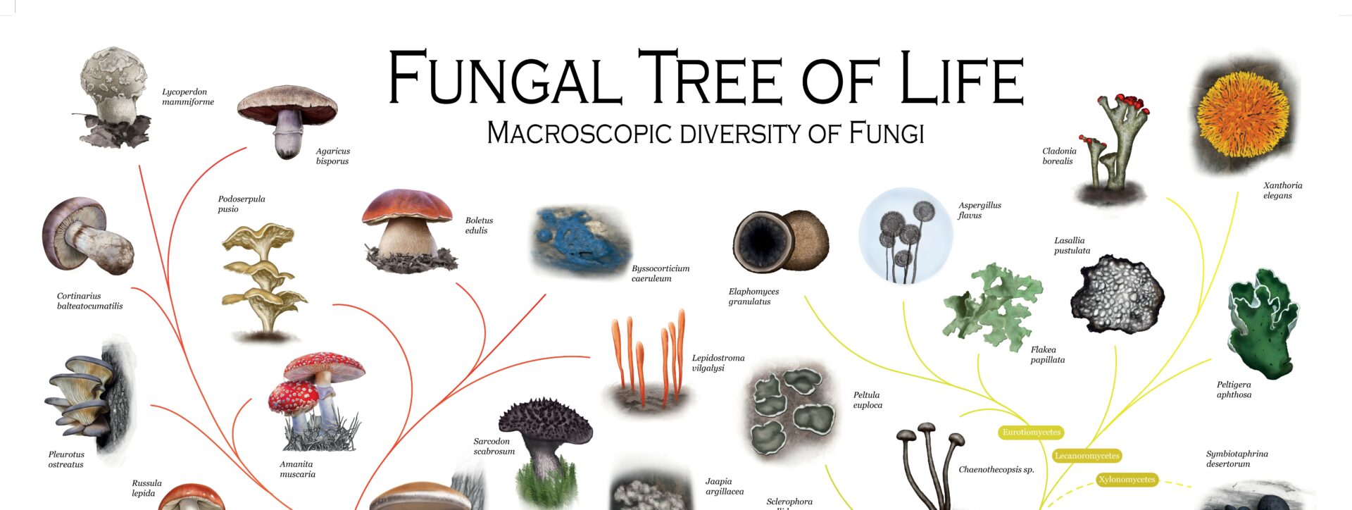 Fungal Tree of Life Poster Mushroom Network