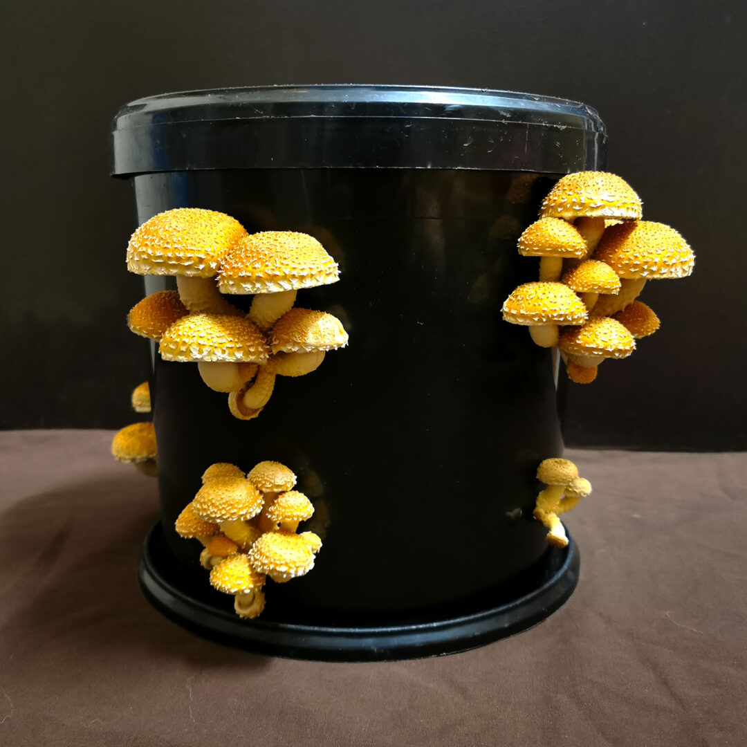 Bucket Tek for Mushroom Grow Sticks Mushroom Network