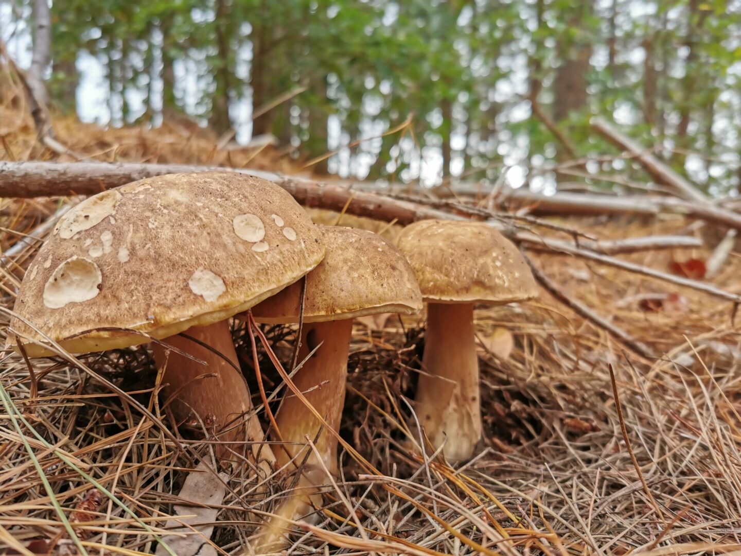 Mushroom Foraging Tips October 2022 Mushroom Network